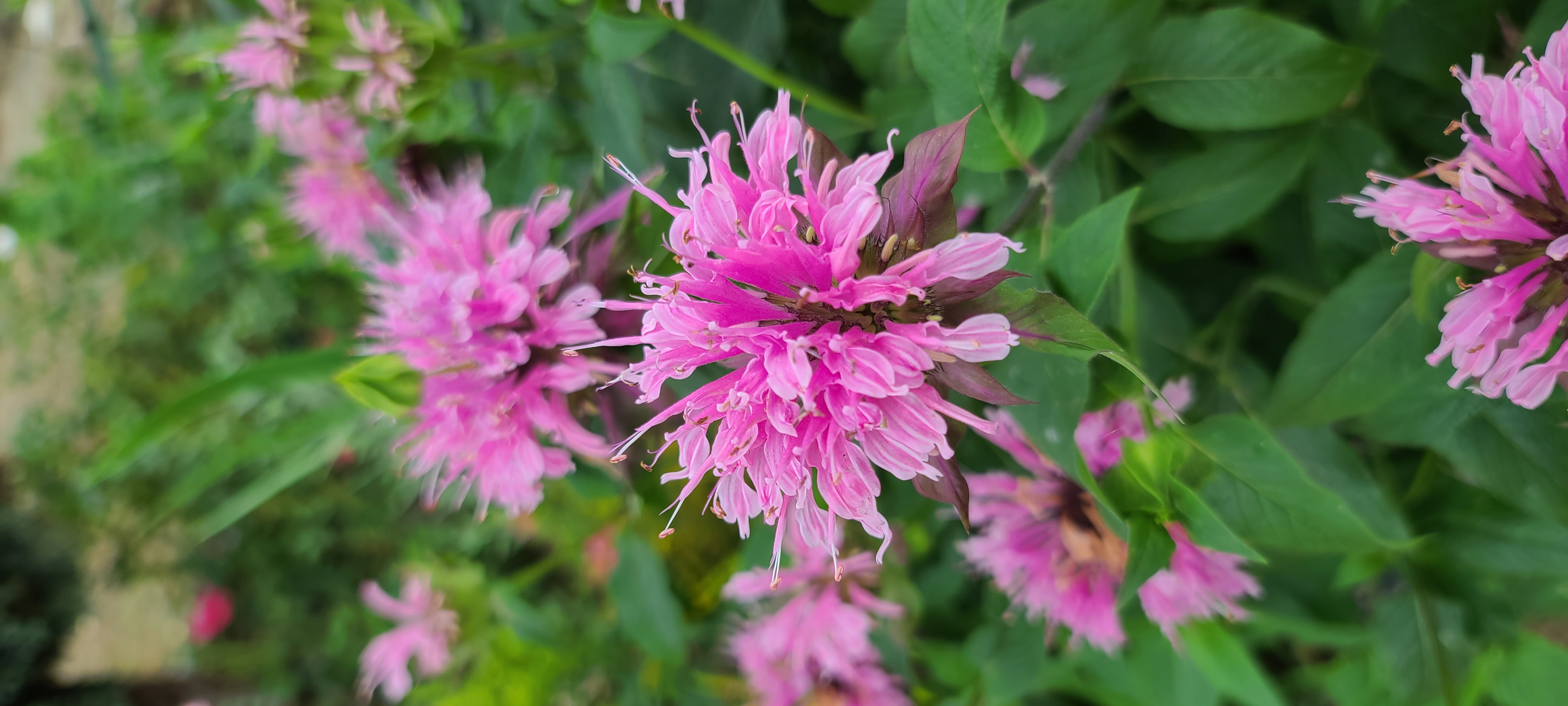 Monarda didyma 'Beauty of Cobham'